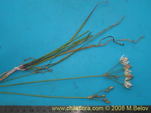 Image of Zoellnerallium serenense (). Click to enlarge parts of image.