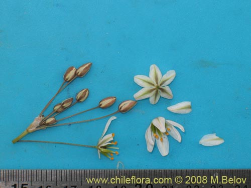 Image of Zoellnerallium serenense (). Click to enlarge parts of image.