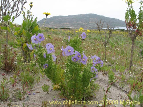 Solanum heterantherum의 사진
