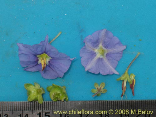 Bild von Solanum heterantherum (). Klicken Sie, um den Ausschnitt zu vergrössern.