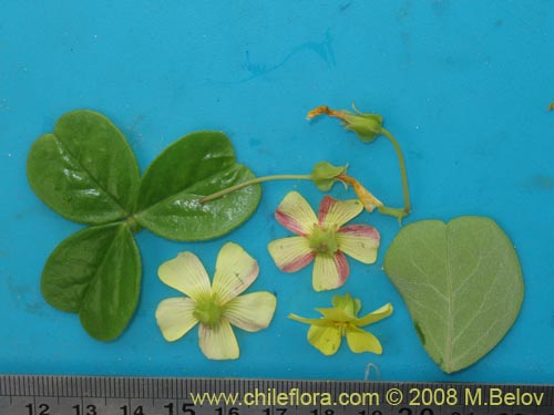 Bild von Oxalis sp. #1187 (). Klicken Sie, um den Ausschnitt zu vergrössern.