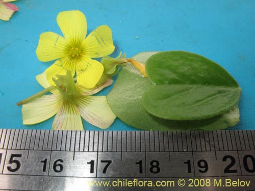 Bild von Oxalis sp. #1187 (). Klicken Sie, um den Ausschnitt zu vergrössern.
