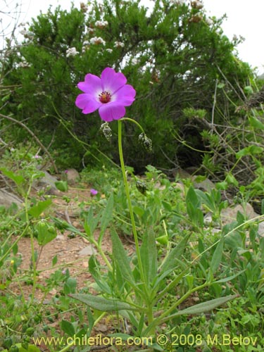 Cistanthe sp. #1189의 사진