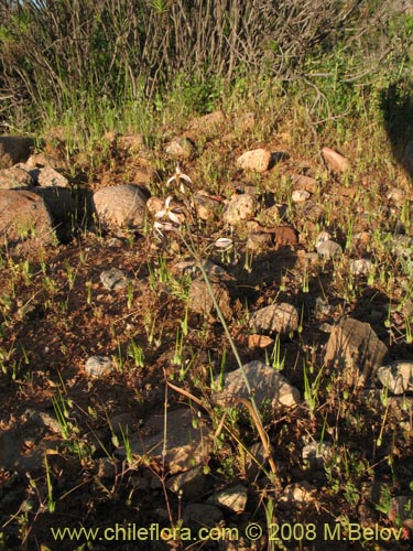 Image of Leucocoryne dimorphopetala (). Click to enlarge parts of image.