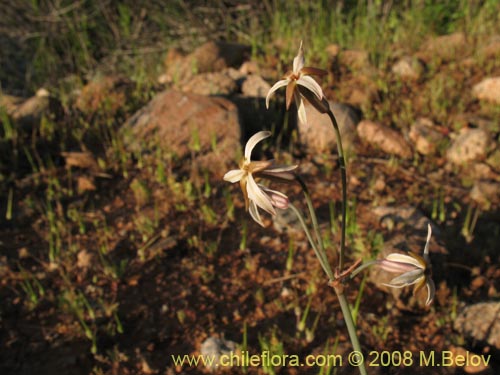 Image of Leucocoryne dimorphopetala (). Click to enlarge parts of image.