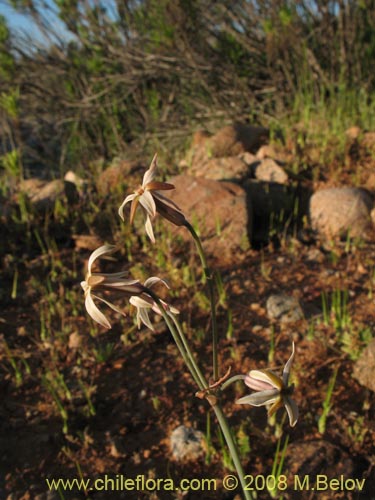 Image of Leucocoryne dimorphopetala (). Click to enlarge parts of image.