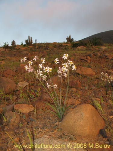 Leucocoryne dimorphopetala의 사진