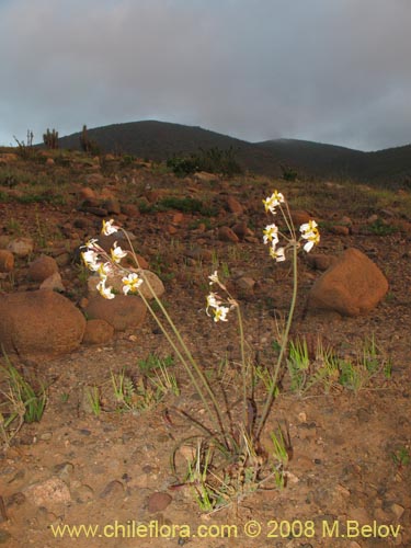 Image of Leucocoryne dimorphopetala (). Click to enlarge parts of image.