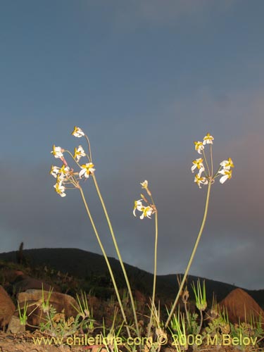 Image of Leucocoryne dimorphopetala (). Click to enlarge parts of image.