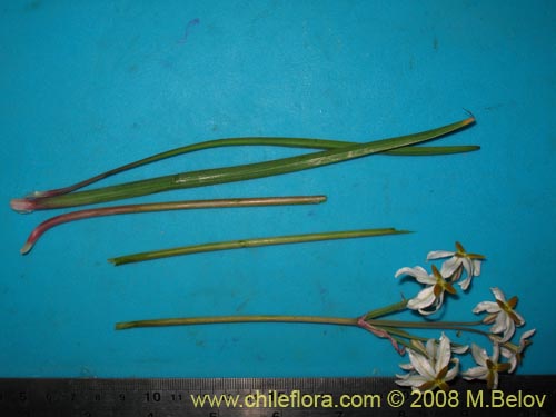 Leucocoryne dimorphopetala의 사진