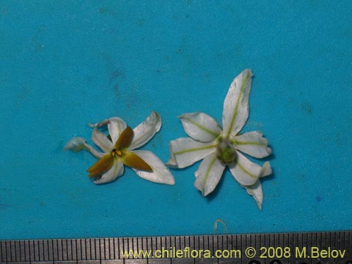 Leucocoryne dimorphopetala의 사진