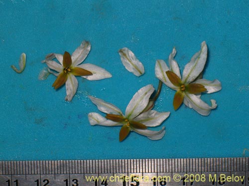 Leucocoryne dimorphopetala의 사진