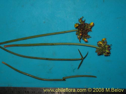 Bild von Oxalis maritima (). Klicken Sie, um den Ausschnitt zu vergrössern.