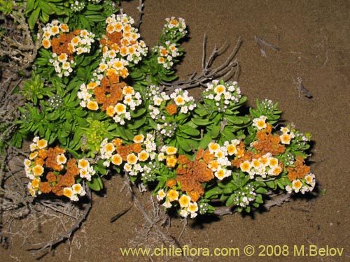 Bild von Heliotopium floridum (). Klicken Sie, um den Ausschnitt zu vergrössern.