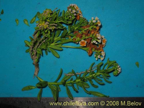 Bild von Heliotopium floridum (). Klicken Sie, um den Ausschnitt zu vergrössern.