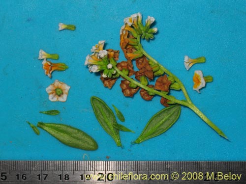 Bild von Heliotopium floridum (). Klicken Sie, um den Ausschnitt zu vergrössern.