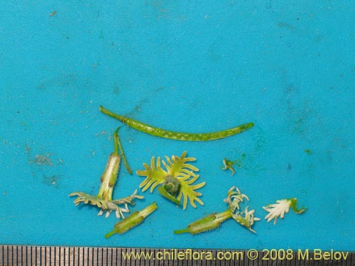 Bild von Schizopetalon sp. #1213 (). Klicken Sie, um den Ausschnitt zu vergrössern.