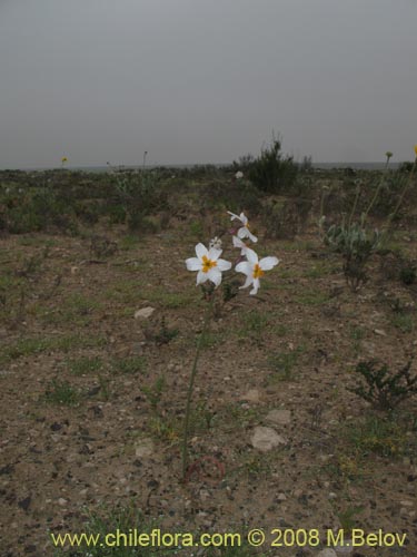 Image of Leucocoryne coronata (). Click to enlarge parts of image.