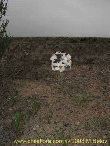 Image of Leucocoryne coronata (). Click to enlarge parts of image.