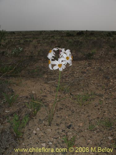 Image of Leucocoryne coronata (). Click to enlarge parts of image.
