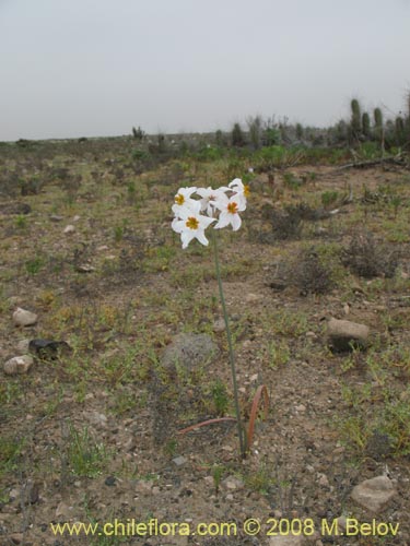 Leucocoryne coronata의 사진