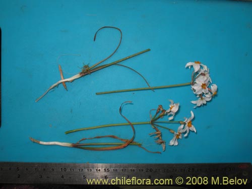 Leucocoryne coronata의 사진