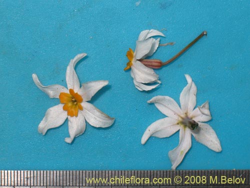 Leucocoryne coronata의 사진