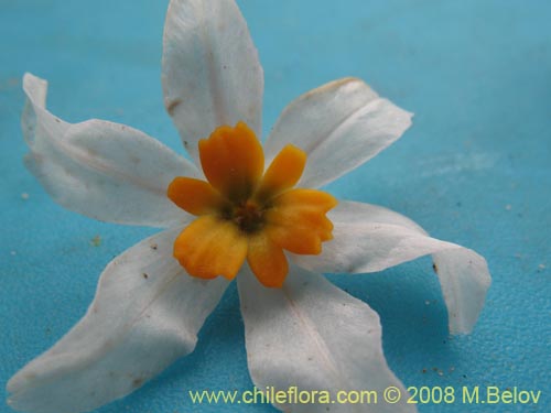 Leucocoryne coronata의 사진