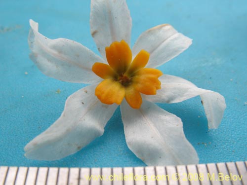 Leucocoryne coronata의 사진