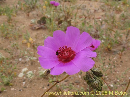 Cistanthe sp.  #1184의 사진