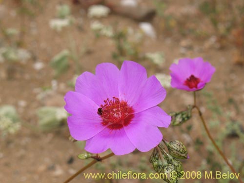 Cistanthe sp.  #1184의 사진