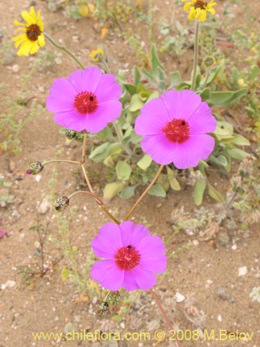 Cistanthe sp.  #1184의 사진