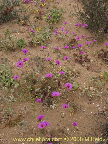 Cistanthe sp.  #1184의 사진