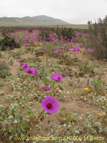 Cistanthe sp.  #1184의 사진