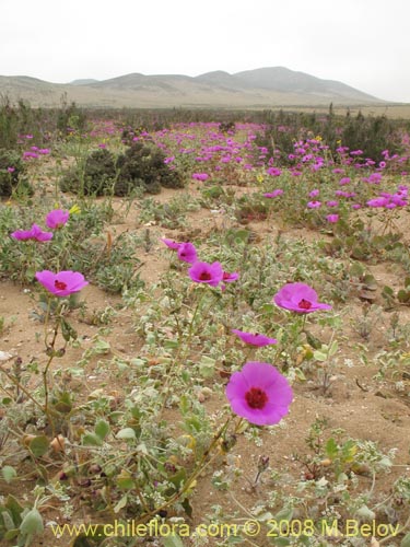 Cistanthe sp.  #1184의 사진