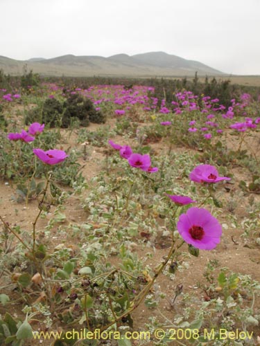 Cistanthe sp.  #1184의 사진