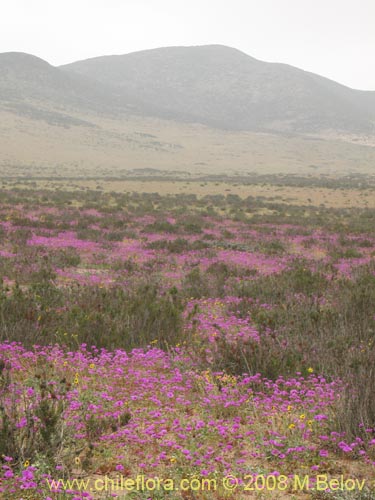 Cistanthe sp.  #1184의 사진