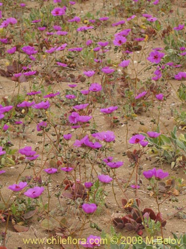 Cistanthe sp.  #1184의 사진