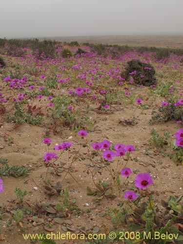 Cistanthe sp.  #1184의 사진