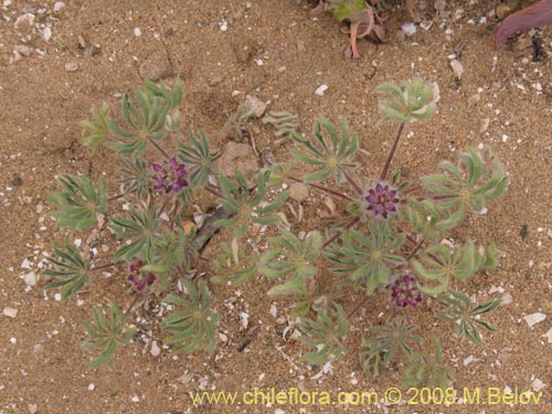 Image of Lupinus microcarpus (). Click to enlarge parts of image.