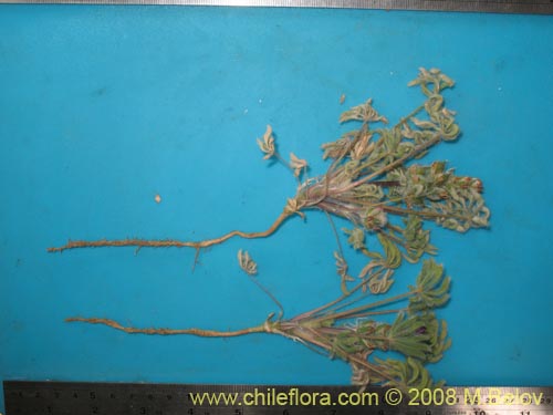 Image of Lupinus microcarpus (). Click to enlarge parts of image.