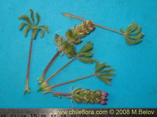 Image of Lupinus microcarpus (). Click to enlarge parts of image.