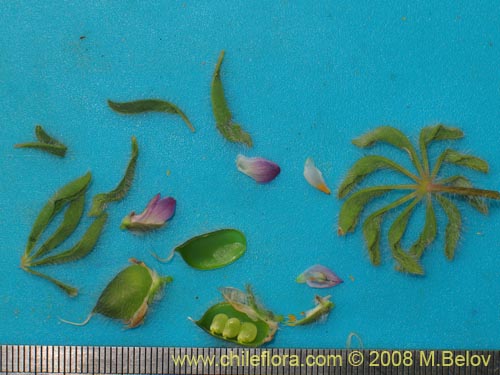 Image of Lupinus microcarpus (). Click to enlarge parts of image.