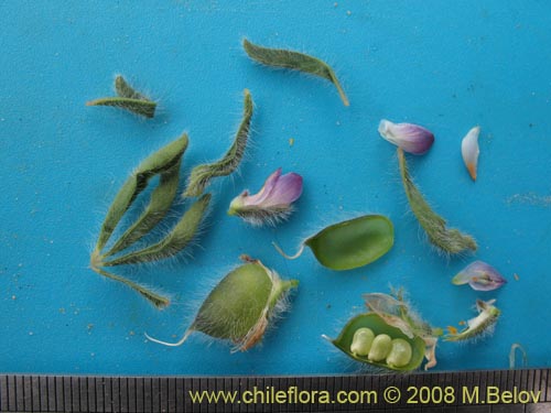 Image of Lupinus microcarpus (). Click to enlarge parts of image.