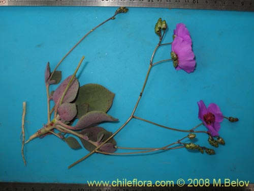 Cistanthe sp.  #1184의 사진