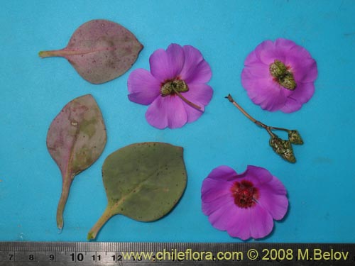 Cistanthe sp.  #1184의 사진