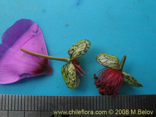 Cistanthe sp.  #1184의 사진