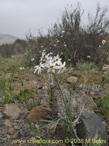 Leucocoryne coronata의 사진