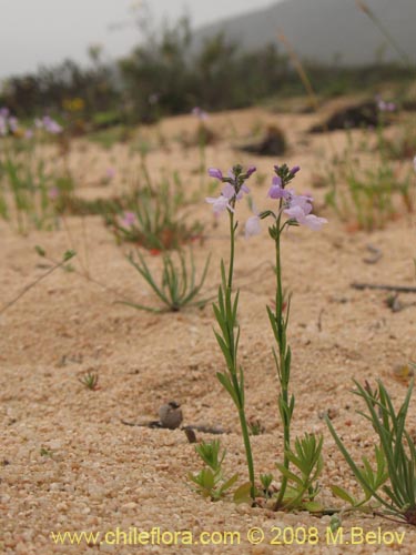 Imágen de Linaria texana (). Haga un clic para aumentar parte de imágen.