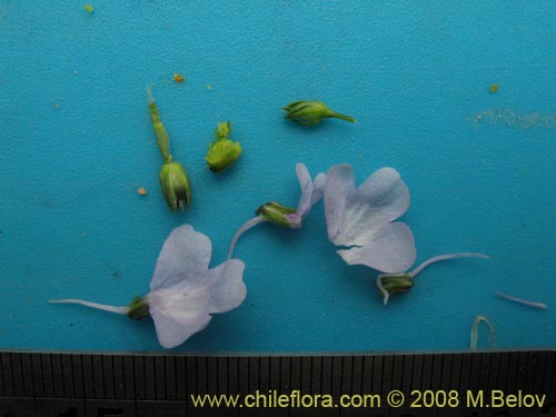 Bild von Linaria texana (). Klicken Sie, um den Ausschnitt zu vergrössern.